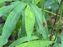 Leiobunum bracchiolum