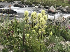 Castilleja parviflora albida