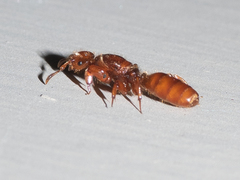 Lasius latipes
