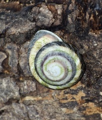 Caracolus sagemon