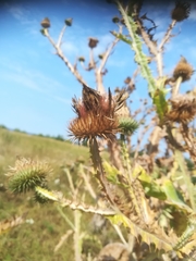 Onopordum acanthium