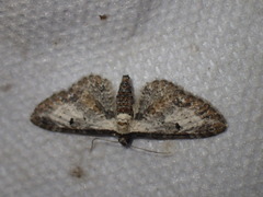 Eupithecia succenturiata