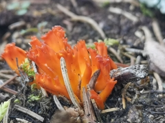 Clavulinopsis sulcata