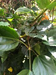 Hibiscus rosa-sinensis