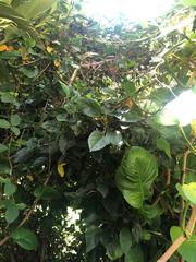 Hibiscus rosa-sinensis