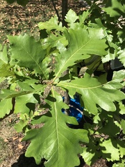 Quercus bicolor