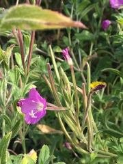 Epilobium hirsutum