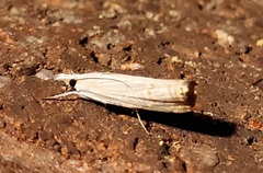Parapediasia decorellus