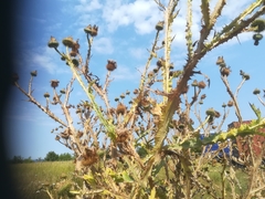Onopordum acanthium