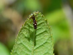 Araneae