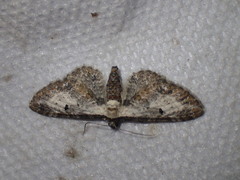 Eupithecia succenturiata