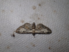 Eupithecia succenturiata