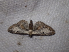 Eupithecia succenturiata