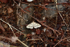 Metasia ophialis
