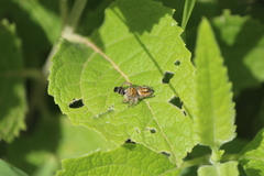 Phidippus arizonensis
