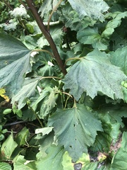 Arnoglossum reniforme