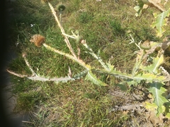 Onopordum acanthium