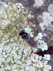 Syritta pipiens