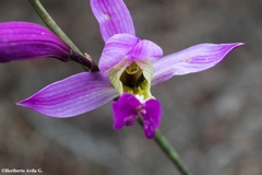 Bletia macristhmochila