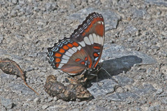 Limenitis arthemis