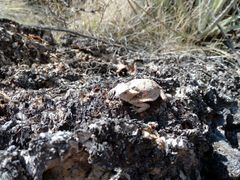 Phrynosoma taurus