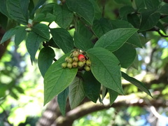 Cotoneaster × watereri