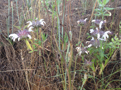 Monarda clinopodioides