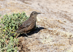 Cinclodes antarcticus antarcticus