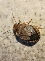 Sciocoris sideritidis
