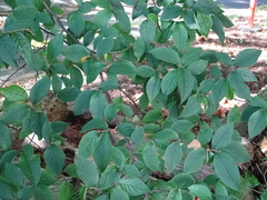 Cotoneaster × watereri