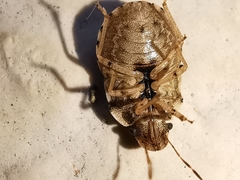 Sciocoris sideritidis