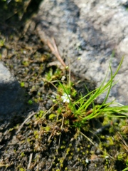 Sagina subulata