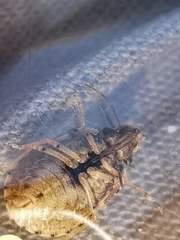 Sciocoris sideritidis