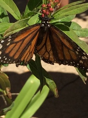 Danaus plexippus