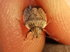 Sciocoris sideritidis