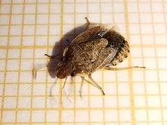 Sciocoris sideritidis