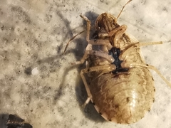 Sciocoris sideritidis