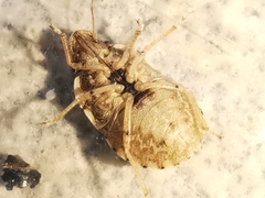 Sciocoris sideritidis