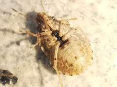 Sciocoris sideritidis