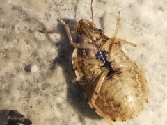 Sciocoris sideritidis