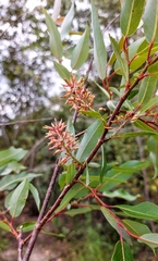 Salix prolixa