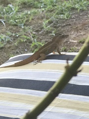 Anolis sagrei
