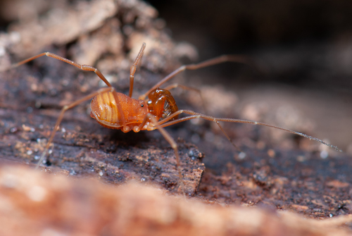 Genus Wespus · iNaturalist