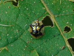 Deloyala insubida