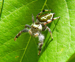 Paraphidippus aurantius