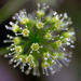 Araliaceae - Photo (c) manual crank,  זכויות יוצרים חלקיות (CC BY-NC-SA)