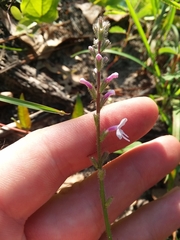 Verbena carnea