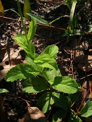Verbena carnea
