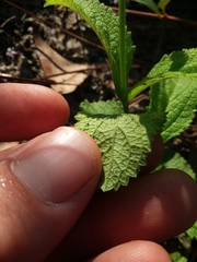 Verbena carnea
