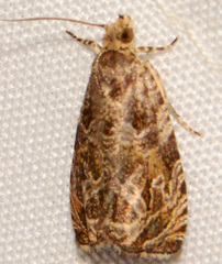 Olethreutes olivaceana